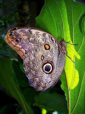 Butterfly