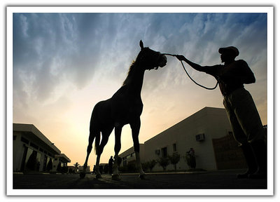 Silhouette of a horse 2