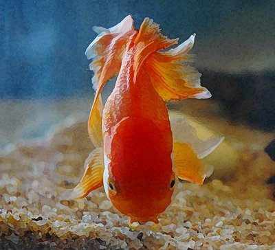 Goldfish - Photoart