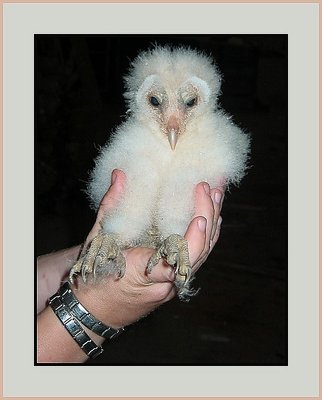 Young Barn Owl