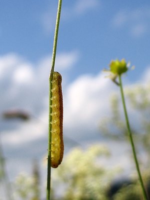 Climber