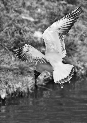 Seagul B&W