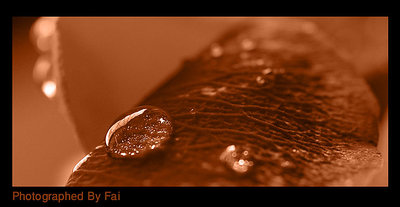 :: Drop ::