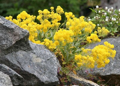 Among the Rocks