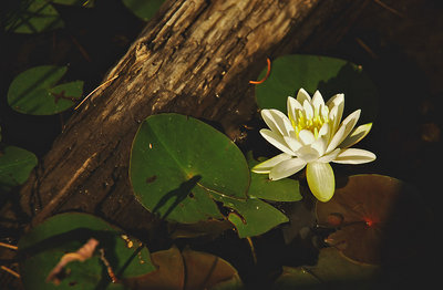 Waterlilies #3