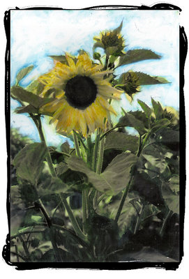 Handcolored Sunflowers