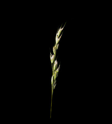 Grass Stem