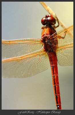 | DragonFly / Helikopter Bocegi |