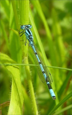 Common Blue