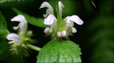 Wild flower