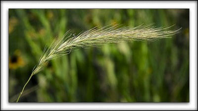 Foxtail