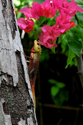 Flower Lizard