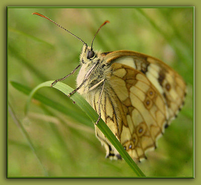 Proud butterfly