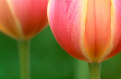 Tulip Love