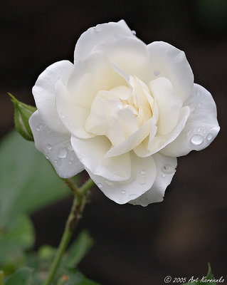 A simple rose