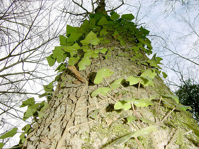 forest& tree