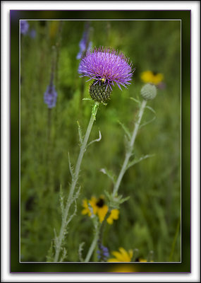 Thistle