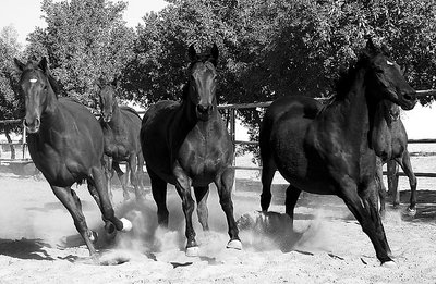 ::Horses In Motion::