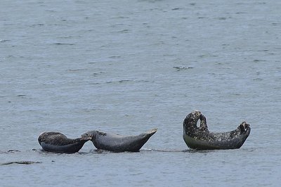 Harbour seals in Comox Harbour