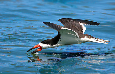 Skimmer Skimming