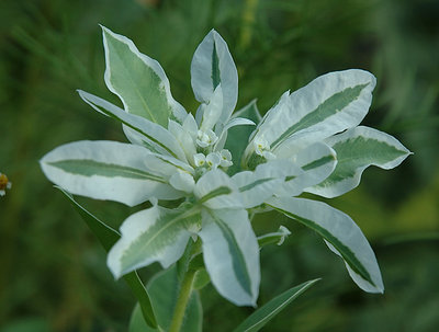 Green Flower