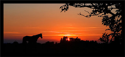 Horse Sunset