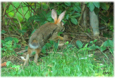 Garden Thief