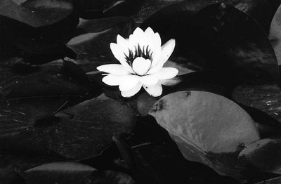 Water Lilly in Black and White