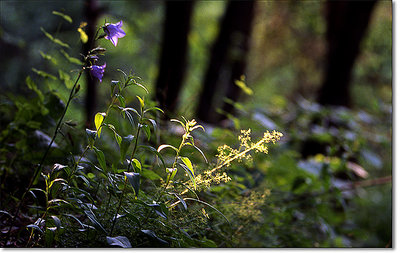 End of day in the wood