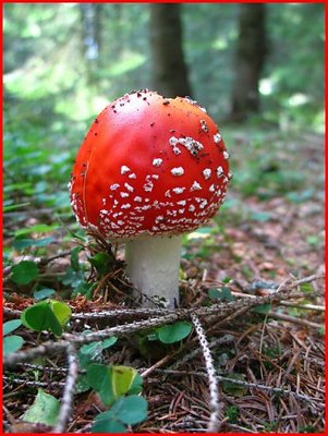 Amanita