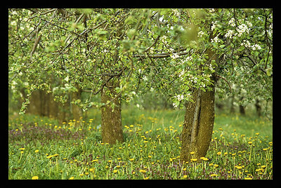 [apple orchard]