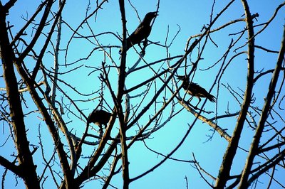 Birds Over The Tree