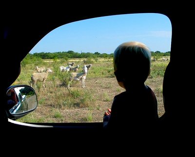 Discovering Sheep