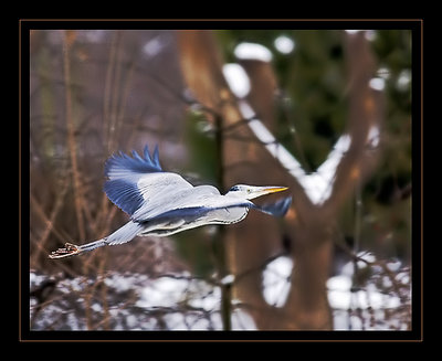 Heron's wintry flight