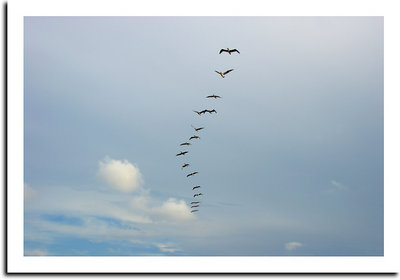 Homeward II