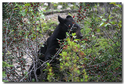 Bear in the Bush