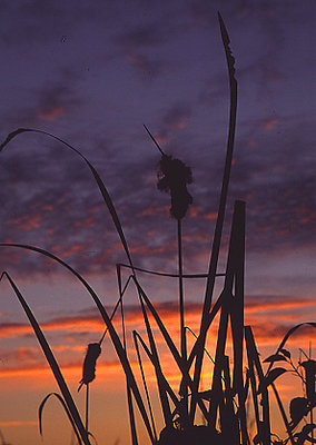 Cattail and clouds