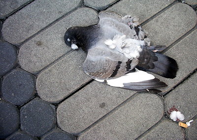 Pigeon,Death and Cigarette