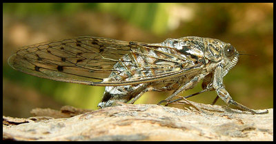 Cicada.