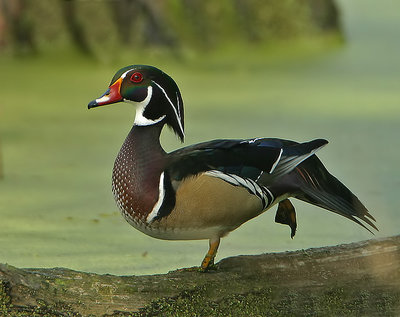 Wood Duck