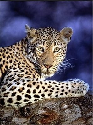 Leopard