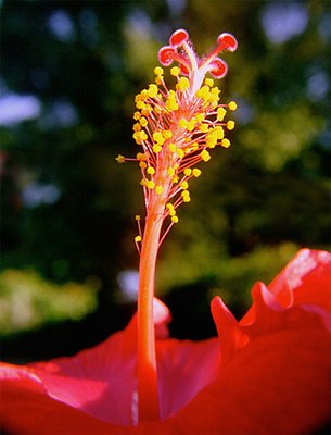 Hibiscus II