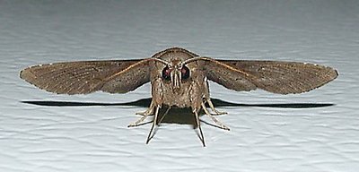 Evil Moth
