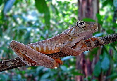 Hyla rosembergi