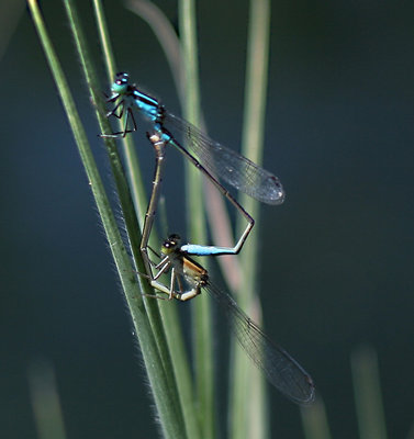 dragonfly sex ;-)