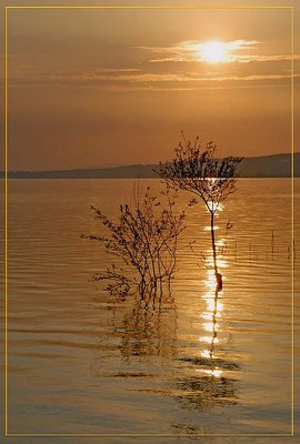 Sunset and trees in Sapanca Lake/Turkey 