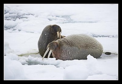 Walruses