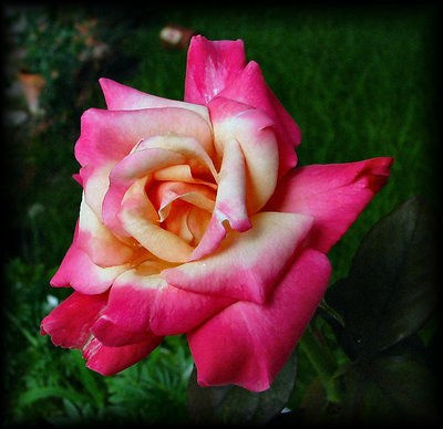 Double Delight Rose in August