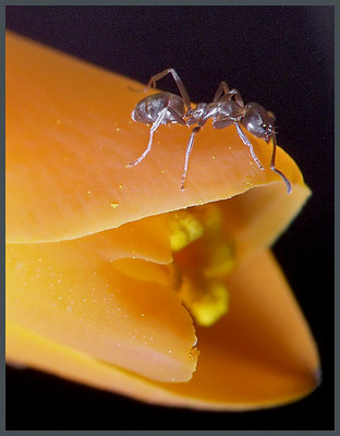 Ant on Aloe