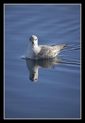 Fulmar Swimming